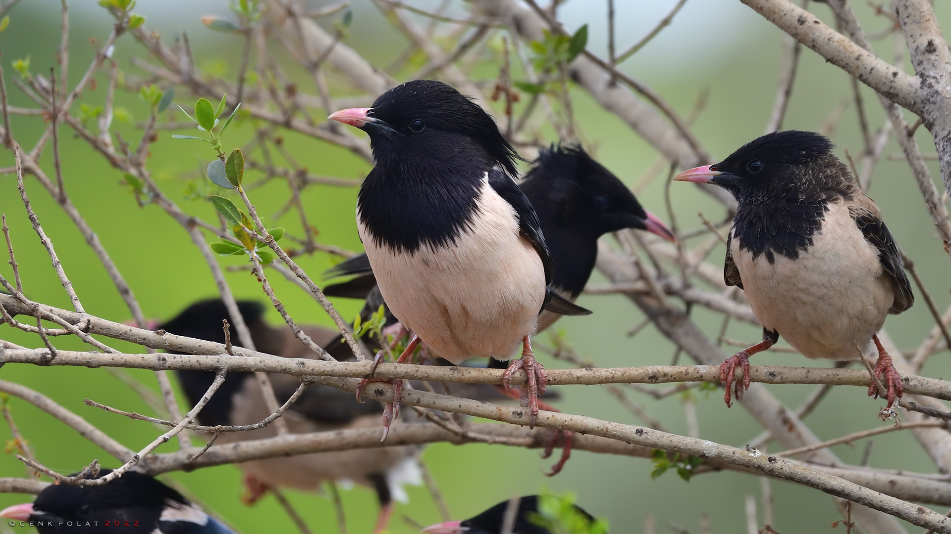 Rosy Starling